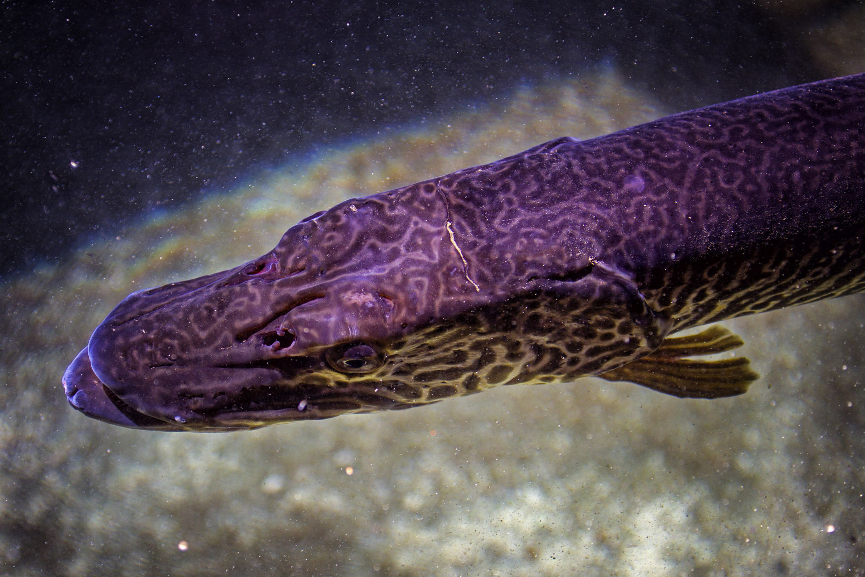 Aquaculture water